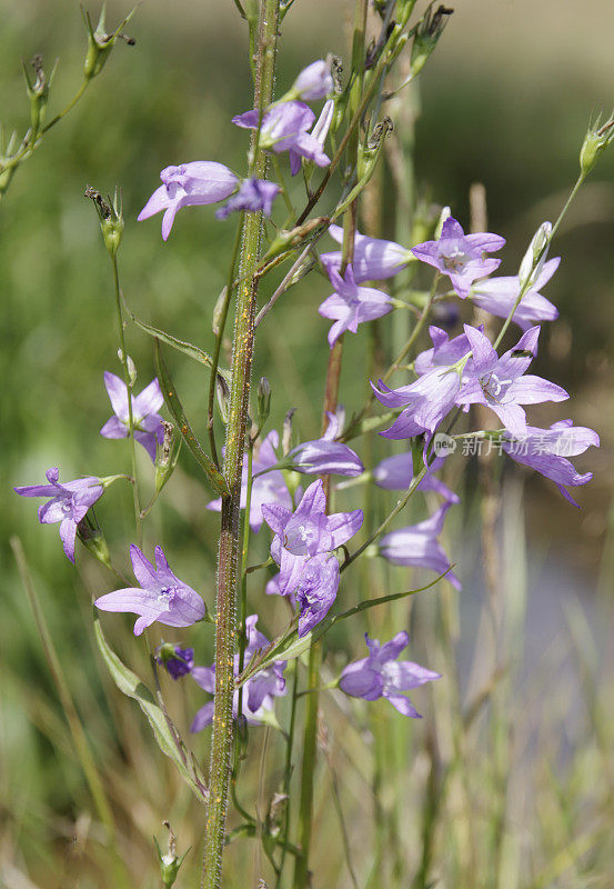 风铃花(Campanula rapunculus)